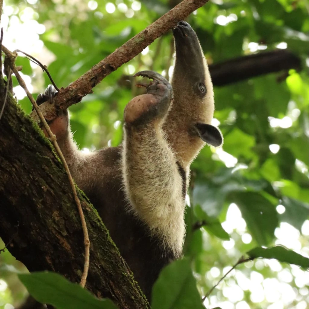 Northern tamandua (anteater) walking along a rainforest trail at Sirena Station, Corcovado National Park, Costa Rica – observed during a guided wildlife tour with Osa Outdoors Adventures.