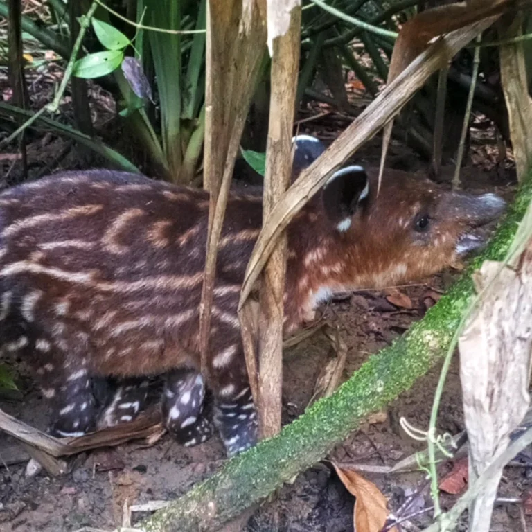 baby-tapir-sirena-station-corcovado-national-park-osa-outdoors-adventures Baby Baird’s tapir walking beside its mother at Sirena Station, Corcovado National Park, Costa Rica – observed during a guided wildlife tour with Osa Outdoors Adventures.
