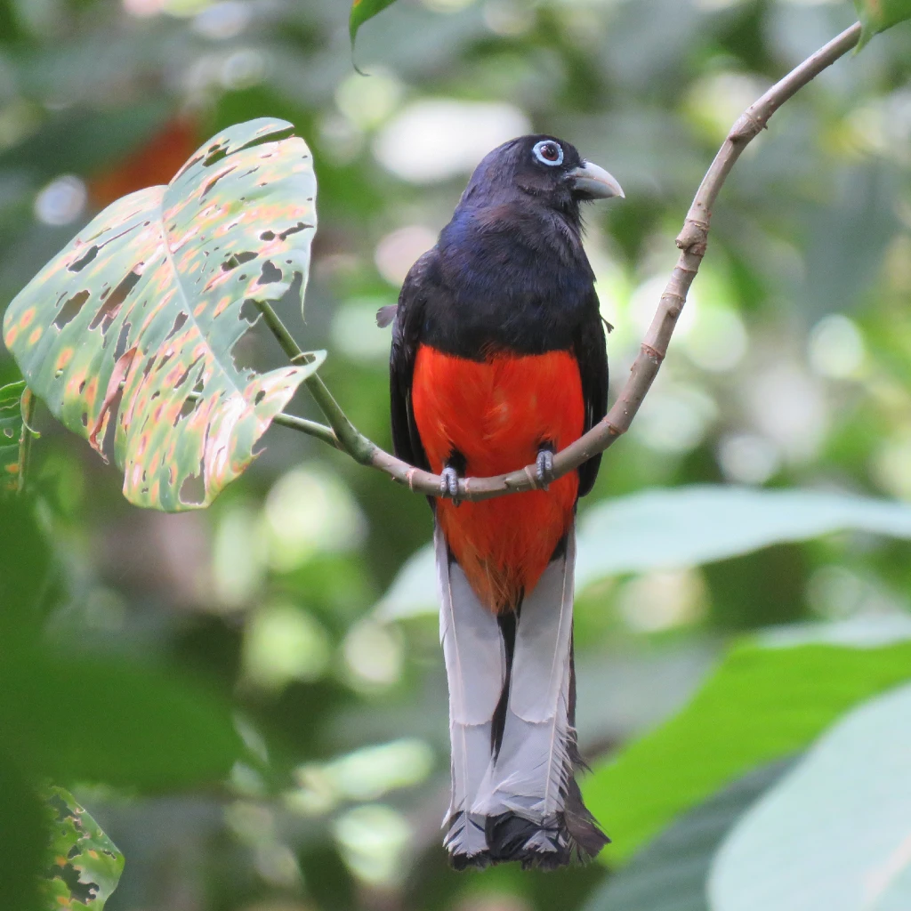 Trogon bird perched on a tropical branch during a guided birdwatching tour in Drake Bay, Osa Peninsula, Costa Rica, with Osa Outdoors Adventures.
