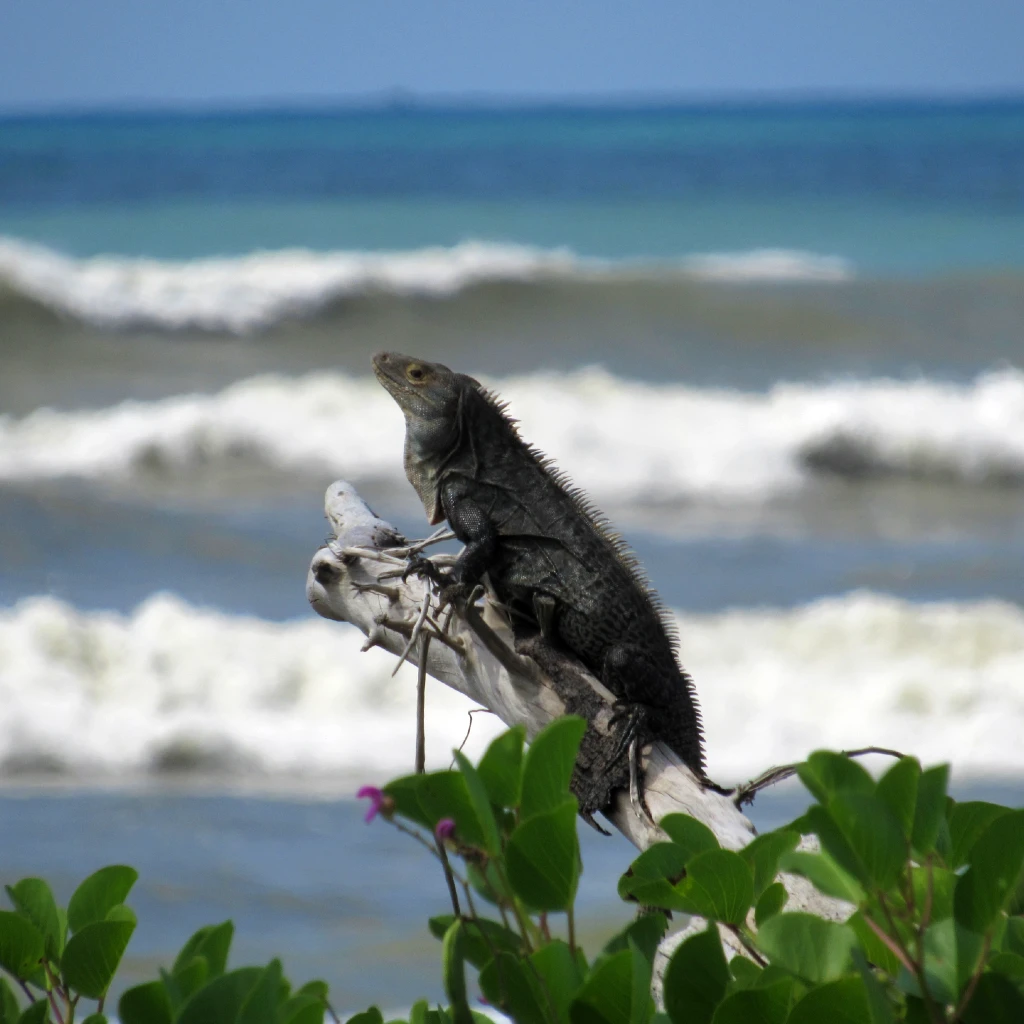Black iguana (Ctenosaura similis) basking in the sun at Corcovado National Park, Costa Rica – spotted during a guided nature tour with Osa Outdoors Adventures.