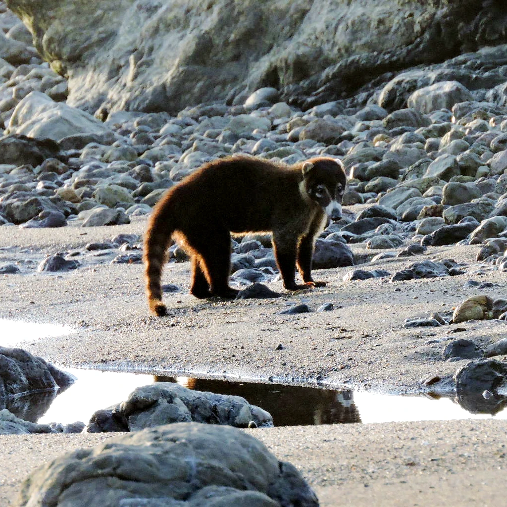 White-nosed coati walking along the forest trail at San Pedrillo Station, Corcovado National Park, Costa Rica – observed during a guided tour with Osa Outdoors Adventures.