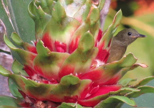 A curious rainforest bird peeking from a colorful bromeliad in Drake Bay, Costa Rica.