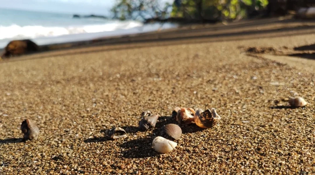 Hermit crabs using seashells on Playa Caletas, Drake Bay, Costa Rica.