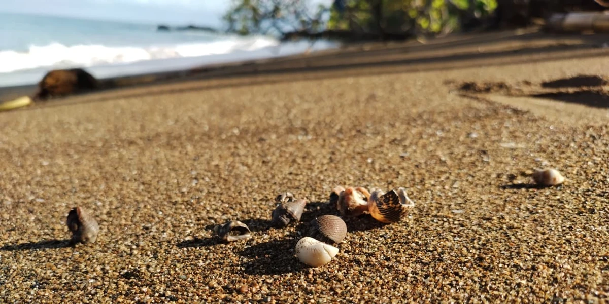 Hermit crabs using seashells on Playa Caletas, Drake Bay, Costa Rica.