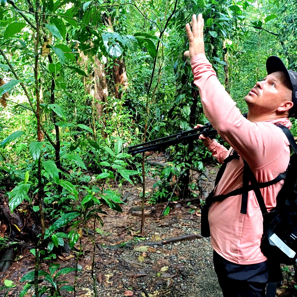 Naturalist guide observing wildlife in the rainforest during a tour with Osa Outdoors Adventures, Corcovado National Park, Costa Rica.