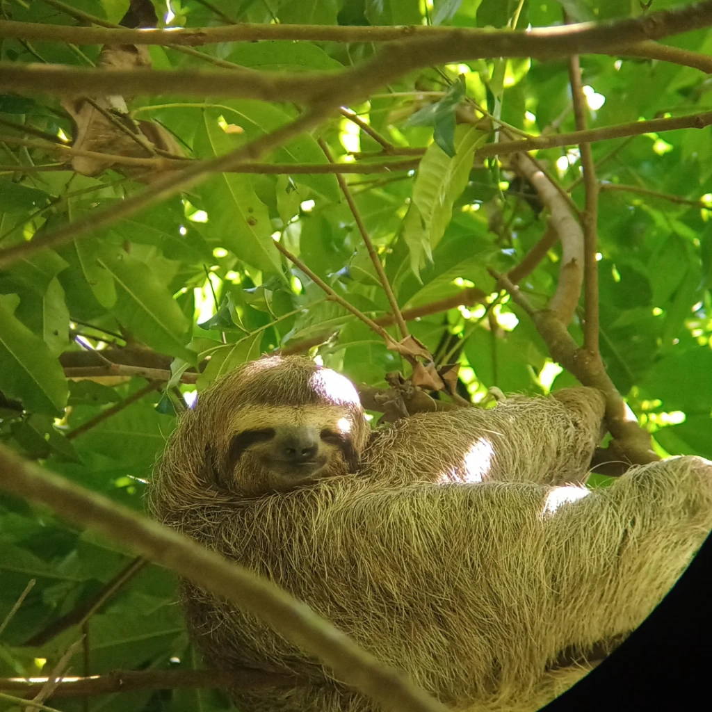 Sloth resting on a cecropia tree at Sirena Station, Corcovado National Park, Costa Rica – observed during a guided wildlife tour with Osa Outdoors Adventures.