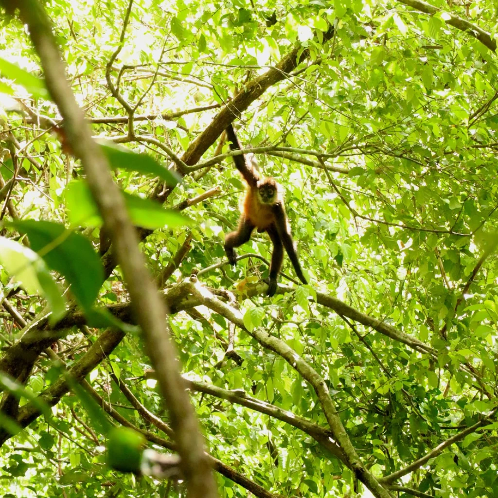 Spider monkey (Ateles geoffroyi) swinging through the trees at Sirena Station, Corcovado National Park, Costa Rica – observed during a guided wildlife tour with Osa Outdoors Adventures.