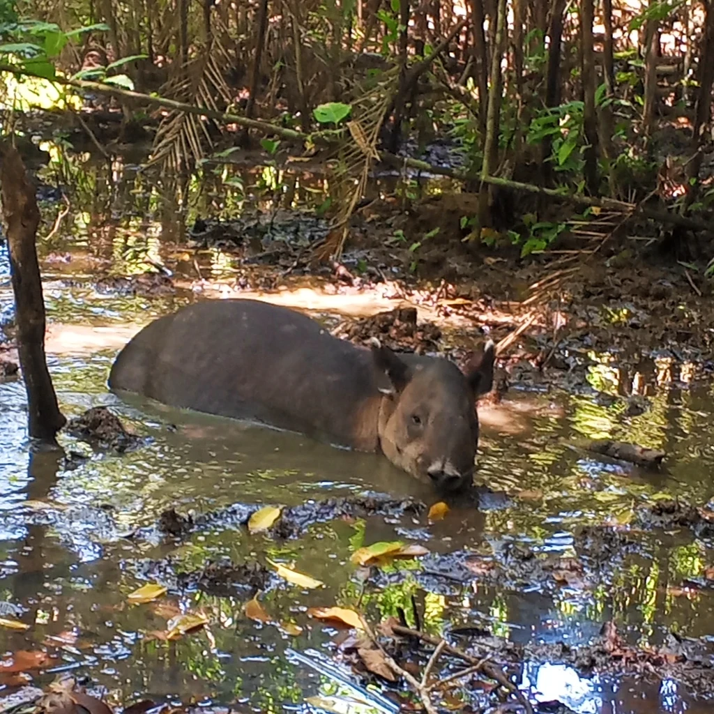 Baird’s tapir in the tropical rainforest of Corcovado National Park, Osa Peninsula, Costa Rica, photographed during a guided tour with Osa Outdoors Adventures.